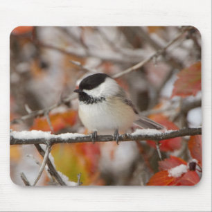 Erwachsene Schwarzkappenmeise im Schnee Mousepad