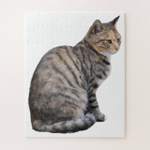 Erwachsene Tabby Cat