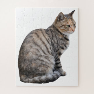 Erwachsene Tabby Cat