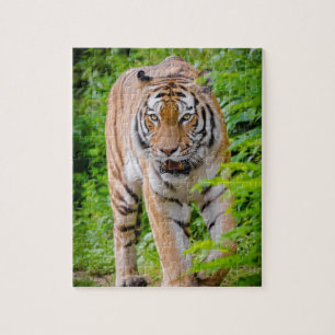 Erwachsene Tiger, die unter hellgrünen Blätter wac