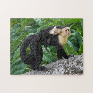 Erwachsener Capuchin-Affe-tragendes Baby auf