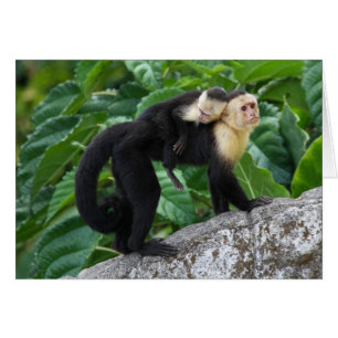 Erwachsener Capuchin-Affe-tragendes Baby auf