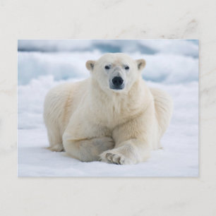 Erwachsener Eisbär auf dem sommerlichen Packeis Postkarte