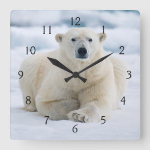 Erwachsener Eisbär auf dem sommerlichen Packeis Quadratische Wanduhr