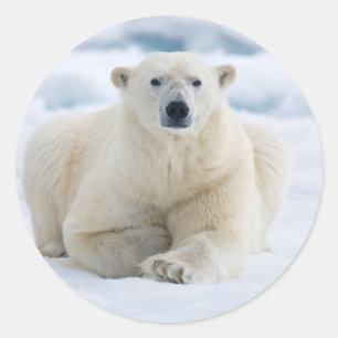 Erwachsener Eisbär auf dem sommerlichen Packeis Runder Aufkleber
