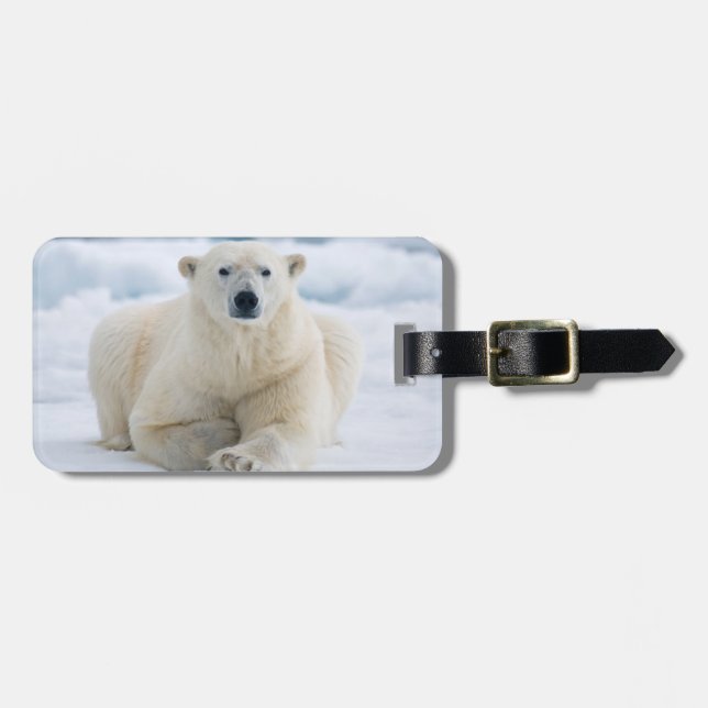 Erwachsener Eisbär auf dem Sommerpackeis Gepäckanhänger (Vorderseite horizontal)