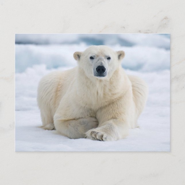 Erwachsener Eisbär auf dem Sommerpackeis Postkarte (Vorderseite)