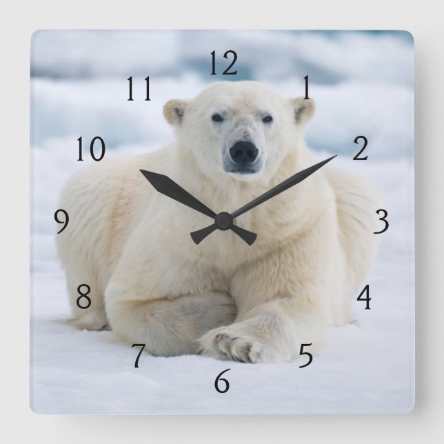 Erwachsener Eisbär auf dem Sommerpackeis Quadratische Wanduhr (Vorderseite)