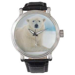 Erwachsener Eisbär großes männliches Tier auf dem Armbanduhr