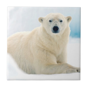 Erwachsener Eisbär großes männliches Tier auf dem  Fliese