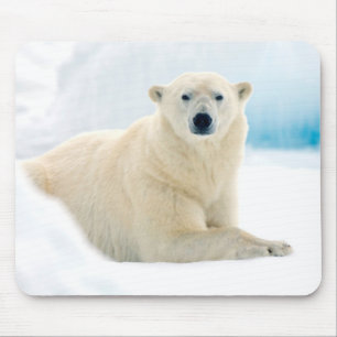 Erwachsener Eisbär großes männliches Tier auf dem Mousepad