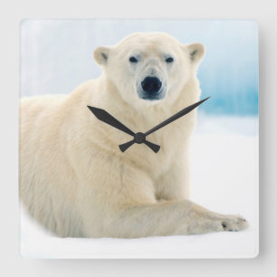 Erwachsener Eisbär, großes männliches Tier auf dem Quadratische Wanduhr