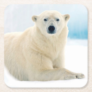 Erwachsener Eisbär großes männliches Tier auf dem Rechteckiger Pappuntersetzer