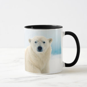 Erwachsener Eisbär großes männliches Tier auf dem Tasse