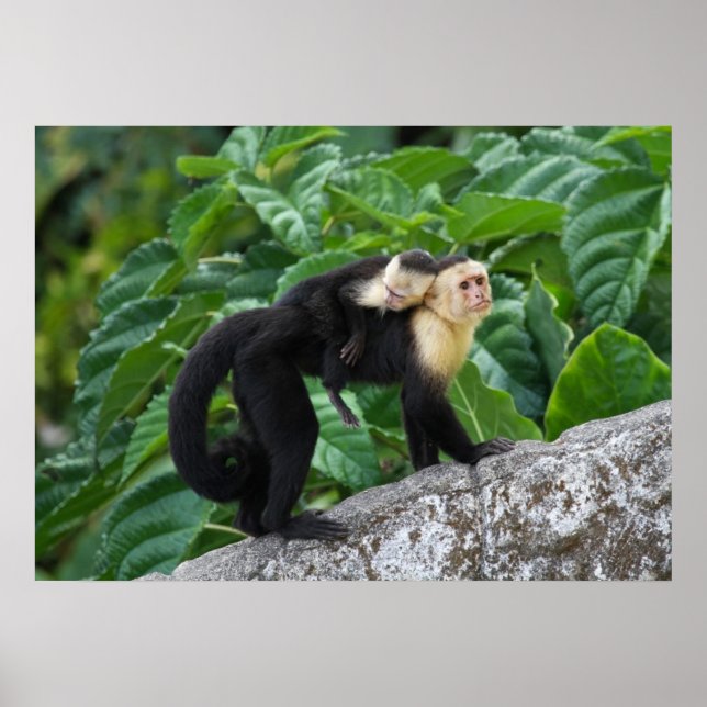 Erwachsener Kapuzineraffe, die ein Baby auf dem Rü Poster (Vorne)