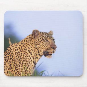 Erwachsener Leopard (Panthera pardus) Mousepad