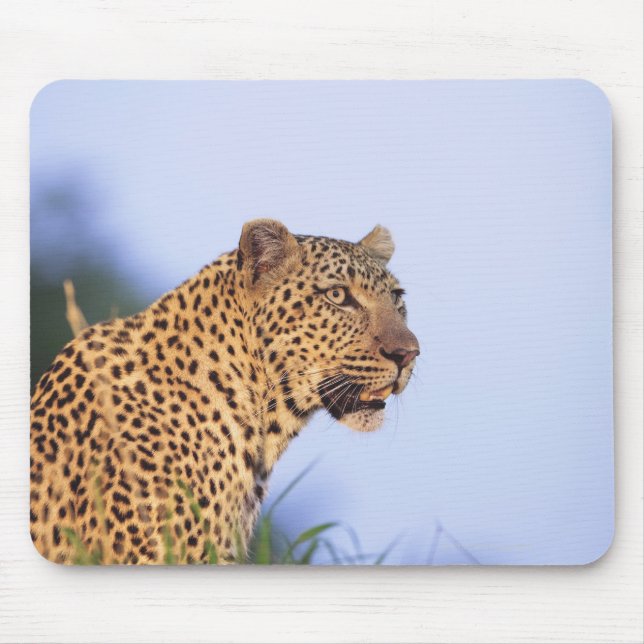 Erwachsener Leopard (Panthera pardus) Mousepad (Vorne)