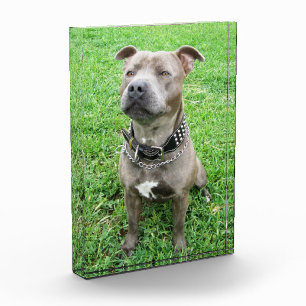 Erwachsener Male Staffordshire Bull Terrier, Fotoblock