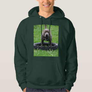 Erwachsener Male Staffordshire Bull Terrier, Hoodie