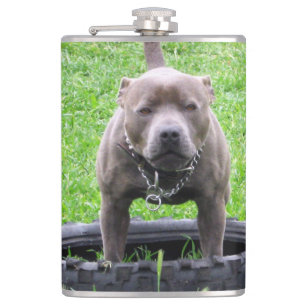 Erwachsener Male Staffordshire Terrier ready to pl Flachmann