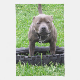 Erwachsener Male Staffordshire Terrier ready to pl Geschirrtuch