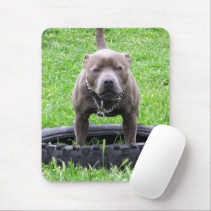 Erwachsener Male Staffordshire Terrier ready to pl Mousepad