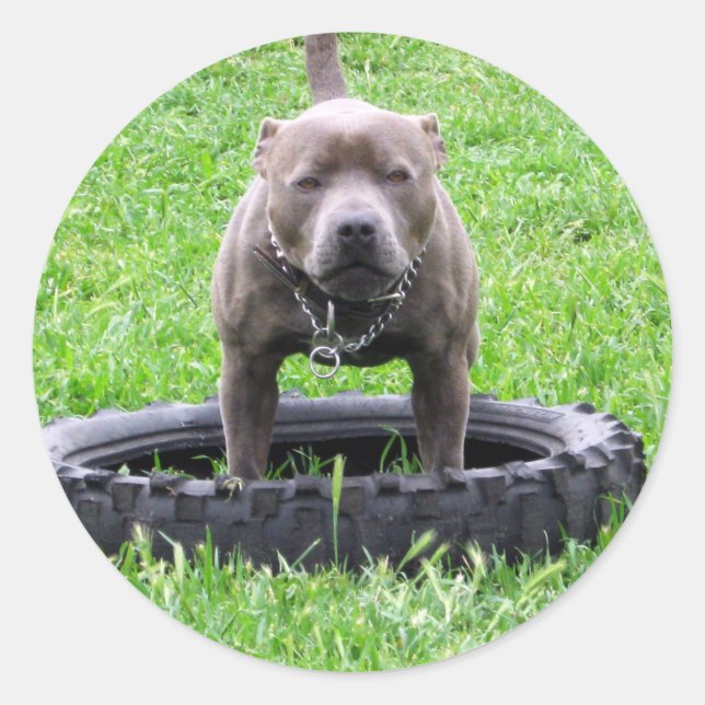 Erwachsener Male Staffordshire Terrier ready to pl Runder Aufkleber (Vorderseite)