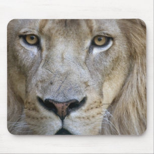 Erwachsener männlicher Löwe im Sacramento Zoo, CA Mousepad
