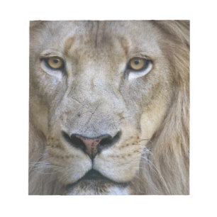 Erwachsener männlicher Löwe im Sacramento Zoo, CA Notizblock