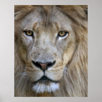 Erwachsener männlicher Löwe im Sacramento Zoo, CA