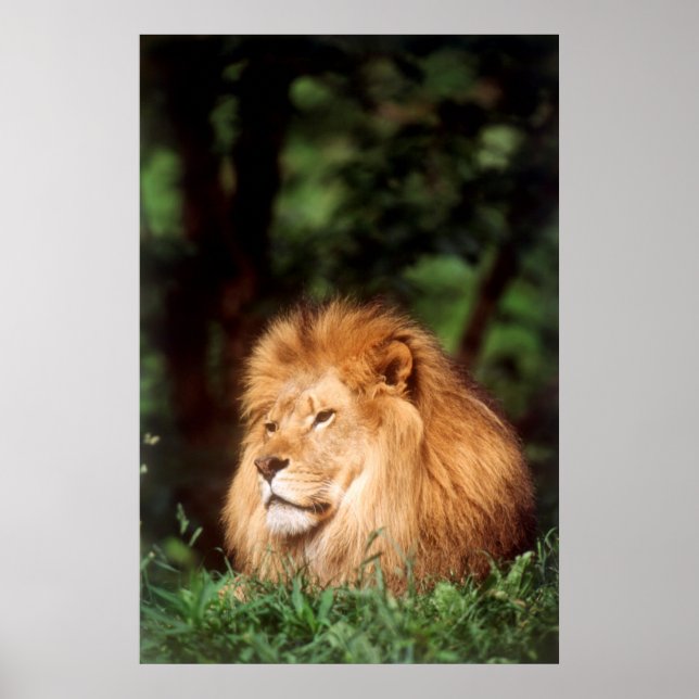 Erwachsener männlicher Löwe Poster (Vorne)