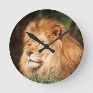 Erwachsener männlicher Löwe Runde Wanduhr