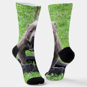 Erwachsener männlicher Staffordshire-Terrier berei Socken