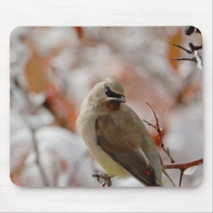 Erwachsener Seidenschwanz auf Weißdorn mit Schnee, Mousepad