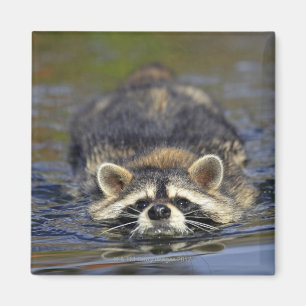 Erwachsener Waschbär, Procyon lotorOrder: Magnet