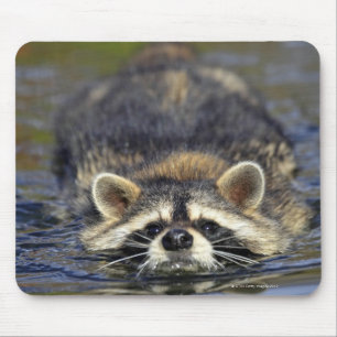 Erwachsener Waschbär, Procyon lotorOrder: Mousepad