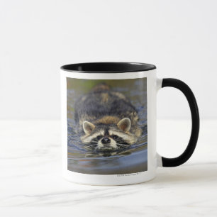 Erwachsener Waschbär, Procyon lotorOrder: Tasse