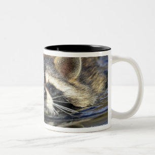Erwachsener Waschbär, Procyon lotorOrder: Zweifarbige Tasse