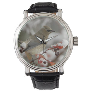 Erwachsener Zedernseidenschwanz auf Weißdorn mit S Armbanduhr