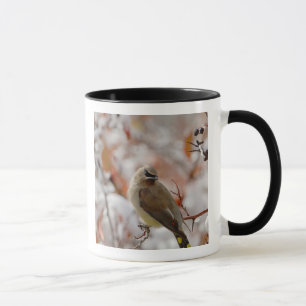 Erwachsener Zederseidenschwanz auf Weißdorn mit Sc Tasse