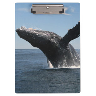 Erwachsenes Buckel-Wal-Durchbrechen Klemmbrett