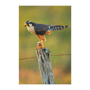 Erwachsenes Füttern Aplomado Falke-(Falco Leinwanddruck