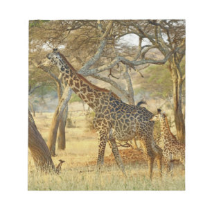 Erwachsenes Giraffenweibchen und Jungtier, Giraffa Notizblock