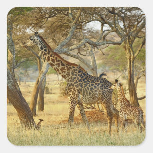 Erwachsenes Giraffenweibchen und Jungtier, Giraffa Quadratischer Aufkleber