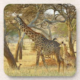 Erwachsenes Giraffenweibchen und Jungtier, Giraffa Untersetzer