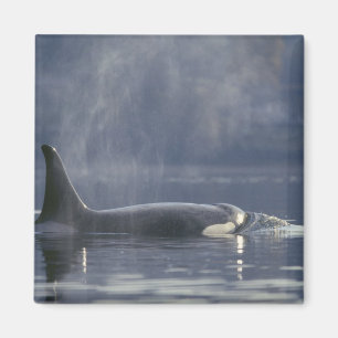 Erwachsenes weibliches Schwertwal (Orcinus Orca), Magnet