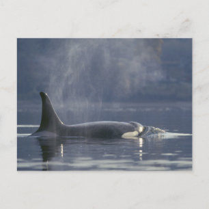 Erwachsenes weibliches Schwertwal (Orcinus Orca),  Postkarte
