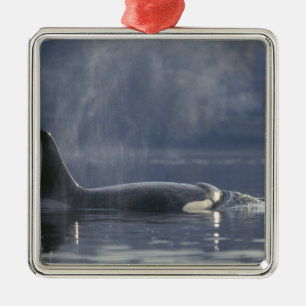 Erwachsenes weibliches Schwertwal (Orcinus Orca), Silbernes Ornament