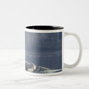 Erwachsenes weibliches Schwertwal (Orcinus Orca),  Zweifarbige Tasse