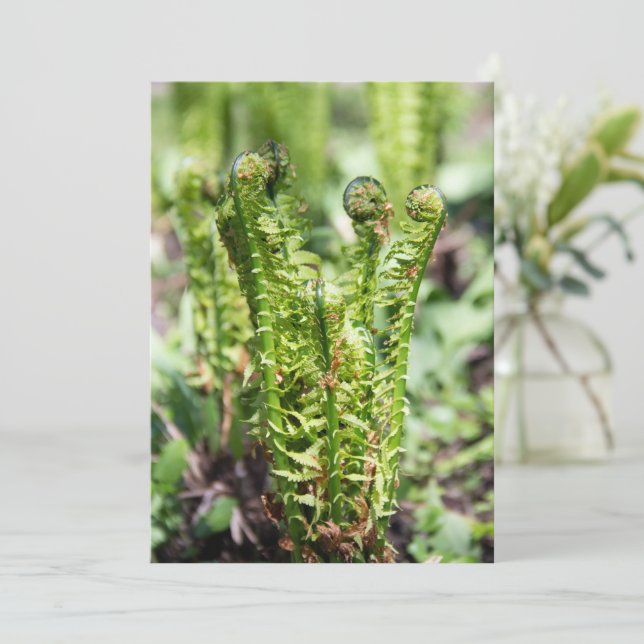 Erwecken des jungen Farns im Garten (Stehend Vorderseite)